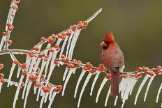 Northern Cardinal male perched on icy Possum Haw Holly, Hill Country, Texas, USA-Rolf Nussbaumer-Photographic Print