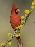 Northern Cardinal on Blooming Huisache, Lake Corpus Christi, Texas, USA-Rolf Nussbaumer-Photographic Print