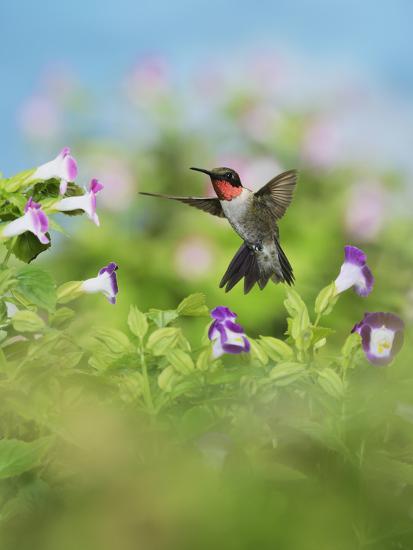 Premium Photographic Print, , large