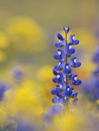 Texas Bluebonnet in Field of Wildflowers, Gonzales County, Texas