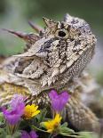 Texas Horned Lizard Adult Head Portrait, Texas, Usa, April-Rolf Nussbaumer-Photographic Print