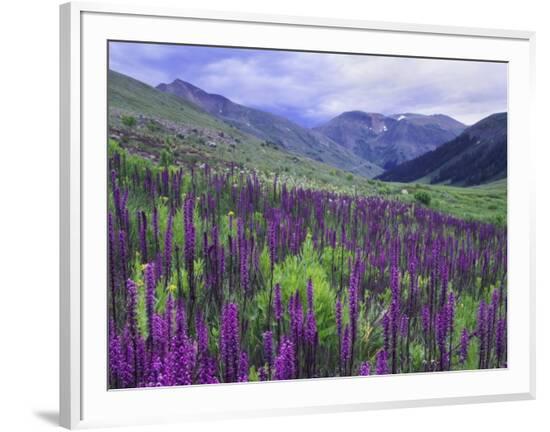 Framed Photographic Print, , large