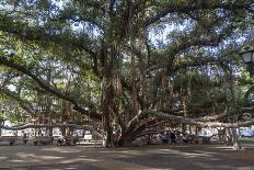 Banyan Tree, Lahaina, Maui, Hawaii, United States of America, Pacific-Rolf Richardson-Photographic Print