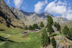 Mountain Pines and Grass in the Back of the Reps, View at Kaltwasserspitzet and Southern Sonnenspit-Rolf Roeckl-Photographic Print