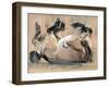 Roll, (Przewalski), 2014-Mark Adlington-Framed Giclee Print