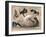 Roll, (Przewalski), 2014-Mark Adlington-Framed Giclee Print