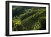 Rolle, Valdobbiadene, Veneto, Italy, Europe-Sergio Pitamitz-Framed Photographic Print