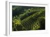 Rolle, Valdobbiadene, Veneto, Italy, Europe-Sergio Pitamitz-Framed Photographic Print