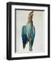 Roller (Bird), 1512-Albrecht Dürer-Framed Giclee Print