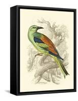 Roller-Sir William Jardine-Framed Stretched Canvas