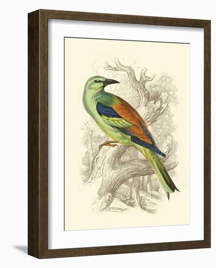 Roller-Sir William Jardine-Framed Art Print