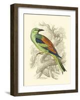 Roller-Sir William Jardine-Framed Art Print