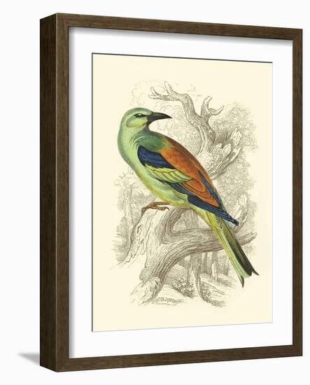 Roller-Sir William Jardine-Framed Art Print