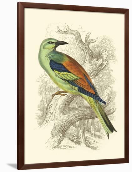 Roller-Sir William Jardine-Framed Art Print