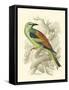 Roller-Sir William Jardine-Framed Stretched Canvas