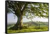 Rolling countryside and tree on Raddon Hill, Devon, England. Summer (June) 2009-Adam Burton-Framed Stretched Canvas