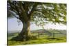 Rolling countryside and tree on Raddon Hill, Devon, England. Summer (June) 2009-Adam Burton-Stretched Canvas