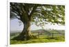 Rolling countryside and tree on Raddon Hill, Devon, England. Summer (June) 2009-Adam Burton-Framed Photographic Print