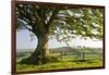 Rolling countryside and tree on Raddon Hill, Devon, England. Summer (June) 2009-Adam Burton-Framed Photographic Print