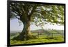 Rolling countryside and tree on Raddon Hill, Devon, England. Summer (June) 2009-Adam Burton-Framed Photographic Print