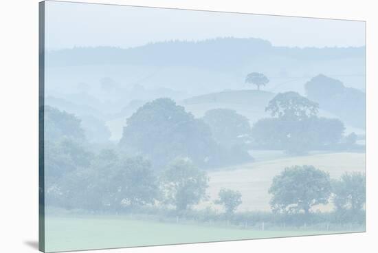 Rolling Devon countryside at dawn on a misty summer morning, Devon, England-Adam Burton-Stretched Canvas