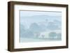 Rolling Devon countryside at dawn on a misty summer morning, Devon, England-Adam Burton-Framed Photographic Print