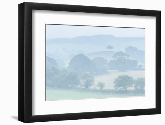 Rolling Devon countryside at dawn on a misty summer morning, Devon, England-Adam Burton-Framed Photographic Print