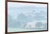 Rolling Devon countryside at dawn on a misty summer morning, Devon, England-Adam Burton-Framed Photographic Print