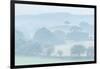 Rolling Devon countryside at dawn on a misty summer morning, Devon, England-Adam Burton-Framed Photographic Print