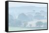 Rolling Devon countryside at dawn on a misty summer morning, Devon, England-Adam Burton-Framed Stretched Canvas