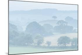 Rolling Devon countryside at dawn on a misty summer morning, Devon, England-Adam Burton-Mounted Photographic Print
