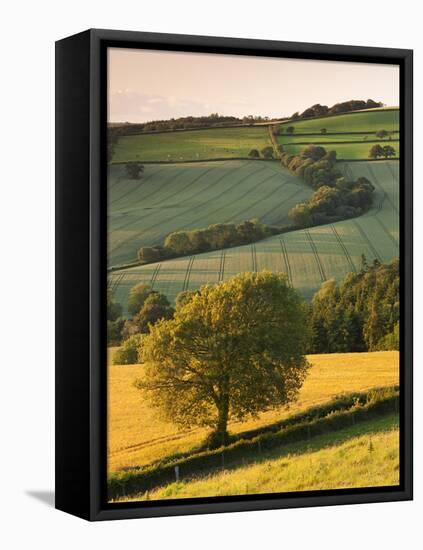 Rolling Farmland in Summertime, Devon, England. Summer-Adam Burton-Framed Stretched Canvas