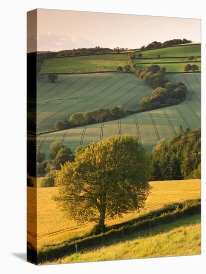 Rolling Farmland in Summertime, Devon, England. Summer-Adam Burton-Stretched Canvas