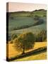 Rolling Farmland in Summertime, Devon, England. Summer-Adam Burton-Stretched Canvas