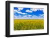 Rolling field of yellow flowers under a blue sky and fluffy clouds, North Dakota-Laura Grier-Framed Photographic Print