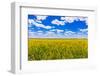 Rolling field of yellow flowers under a blue sky and fluffy clouds, North Dakota-Laura Grier-Framed Photographic Print