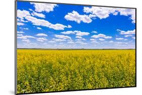 Rolling field of yellow flowers under a blue sky and fluffy clouds, North Dakota-Laura Grier-Mounted Photographic Print