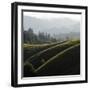 Rolling Fog and Rolling Hills-Lance Kuehne-Framed Photographic Print