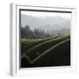 Rolling Fog and Rolling Hills-Lance Kuehne-Framed Photographic Print