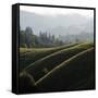 Rolling Fog and Rolling Hills-Lance Kuehne-Framed Stretched Canvas