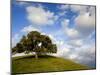 Rolling Green Hills of Central California No.5-Ian Shive-Mounted Photographic Print