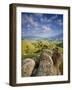 Rolling Green Hills of Central California-Ian Shive-Framed Photographic Print