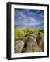 Rolling Green Hills of Central California-Ian Shive-Framed Photographic Print