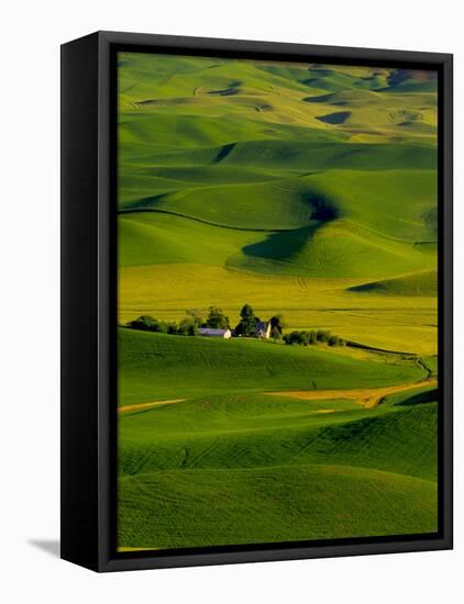 Rolling Green Hills of Spring Crops, Palouse, Washington, USA-Terry Eggers-Framed Stretched Canvas