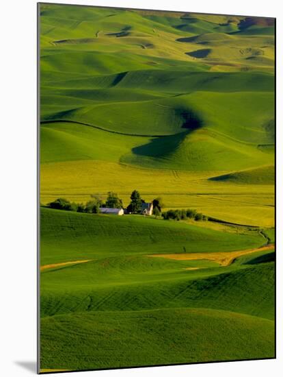 Rolling Green Hills of Spring Crops, Palouse, Washington, USA-Terry Eggers-Mounted Premium Photographic Print