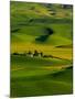 Rolling Green Hills of Spring Crops, Palouse, Washington, USA-Terry Eggers-Mounted Premium Photographic Print