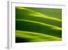 Rolling Green Hills-ZoomTeam-Framed Photographic Print