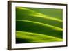 Rolling Green Hills-ZoomTeam-Framed Photographic Print