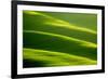 Rolling Green Hills-ZoomTeam-Framed Photographic Print
