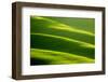 Rolling Green Hills-ZoomTeam-Framed Photographic Print